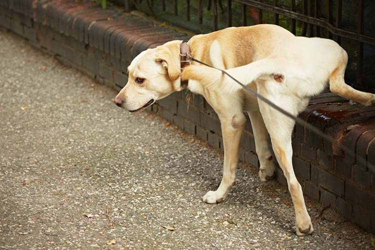 dog-marking-territory.jpg