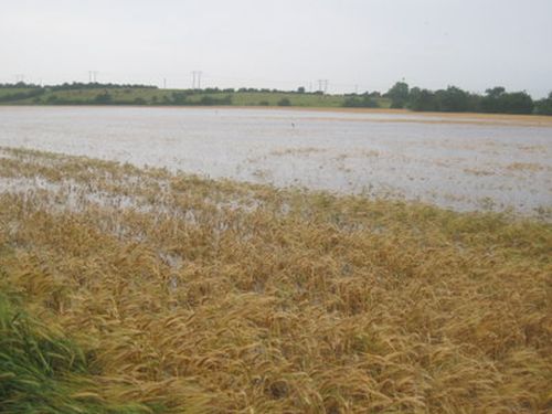 flooded barley.jpg