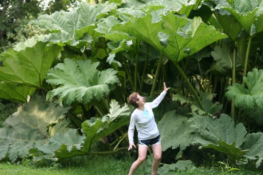giant rhubard.jpg