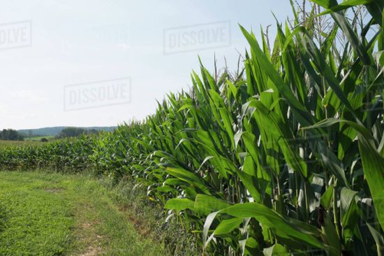 green corn.jpg