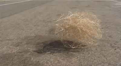 tumbleweed.gif